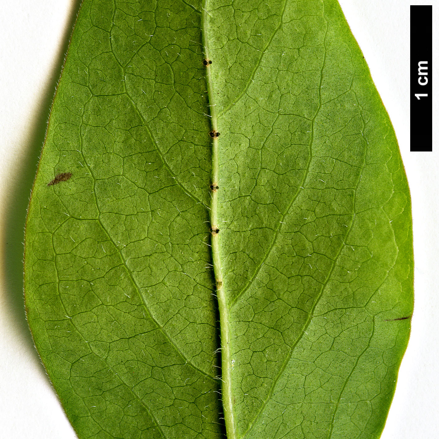 High resolution image: Family: Oleaceae - Genus: Syringa - Taxon: reticulata - SpeciesSub: subsp. pekinensis